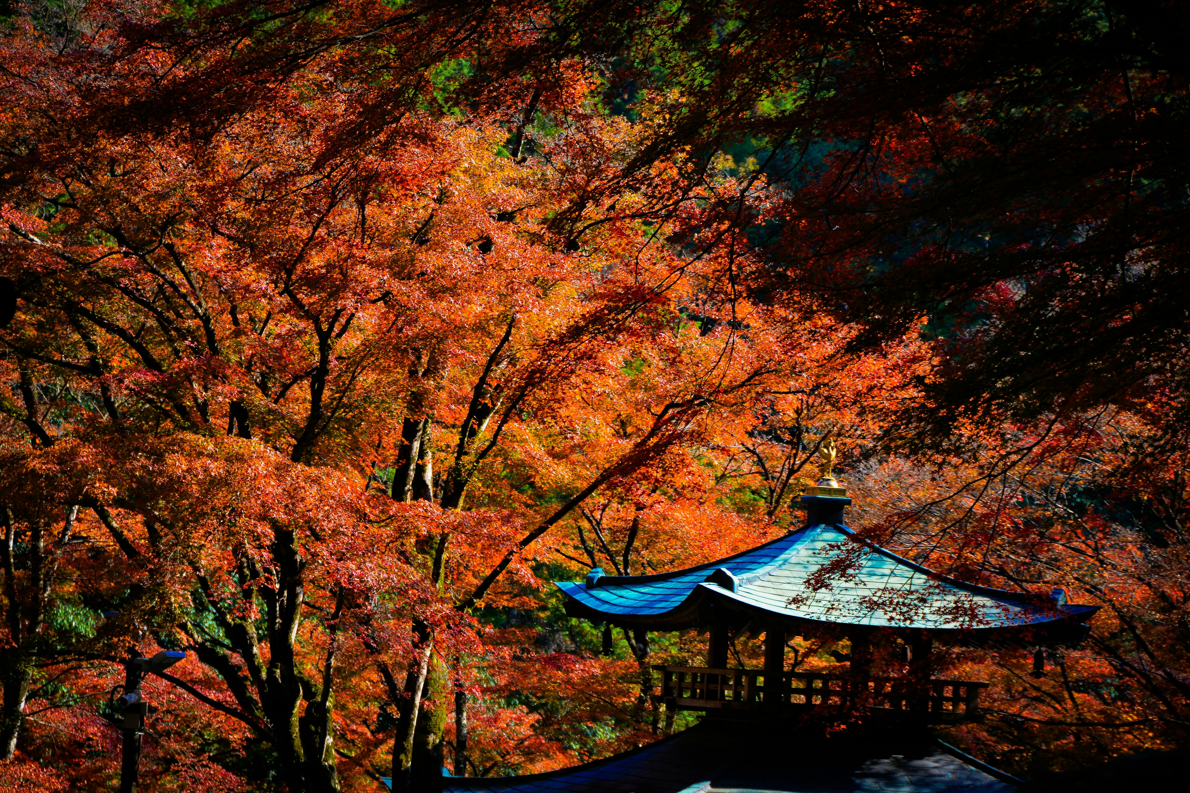 Temple under red maple leaves